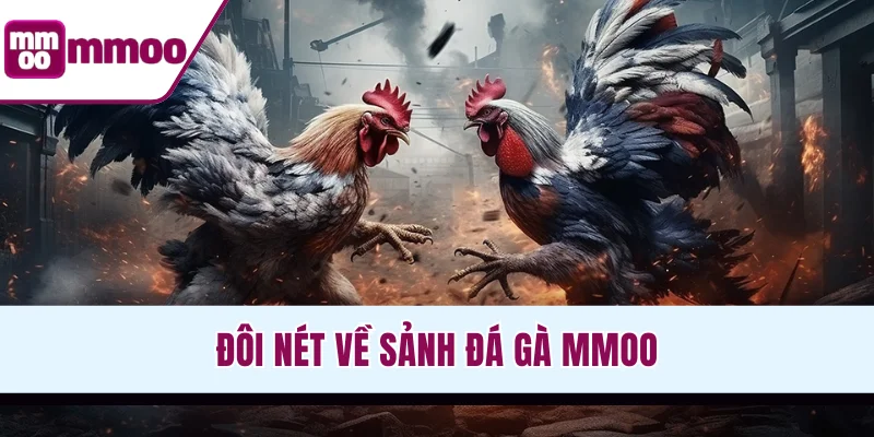 Đôi nét về sảnh đá gà MMOO